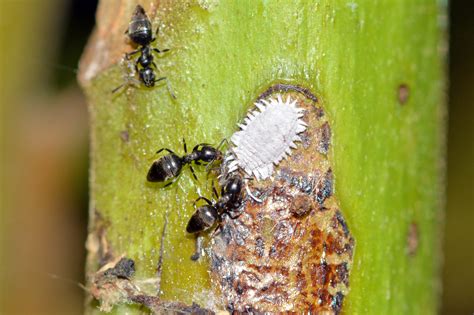 螞蟻 大量 出現 徵兆|蟻羣肆虐？3步除蟲